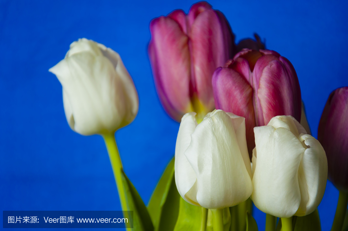水平画幅,郁金香,特写,开花时间间隔