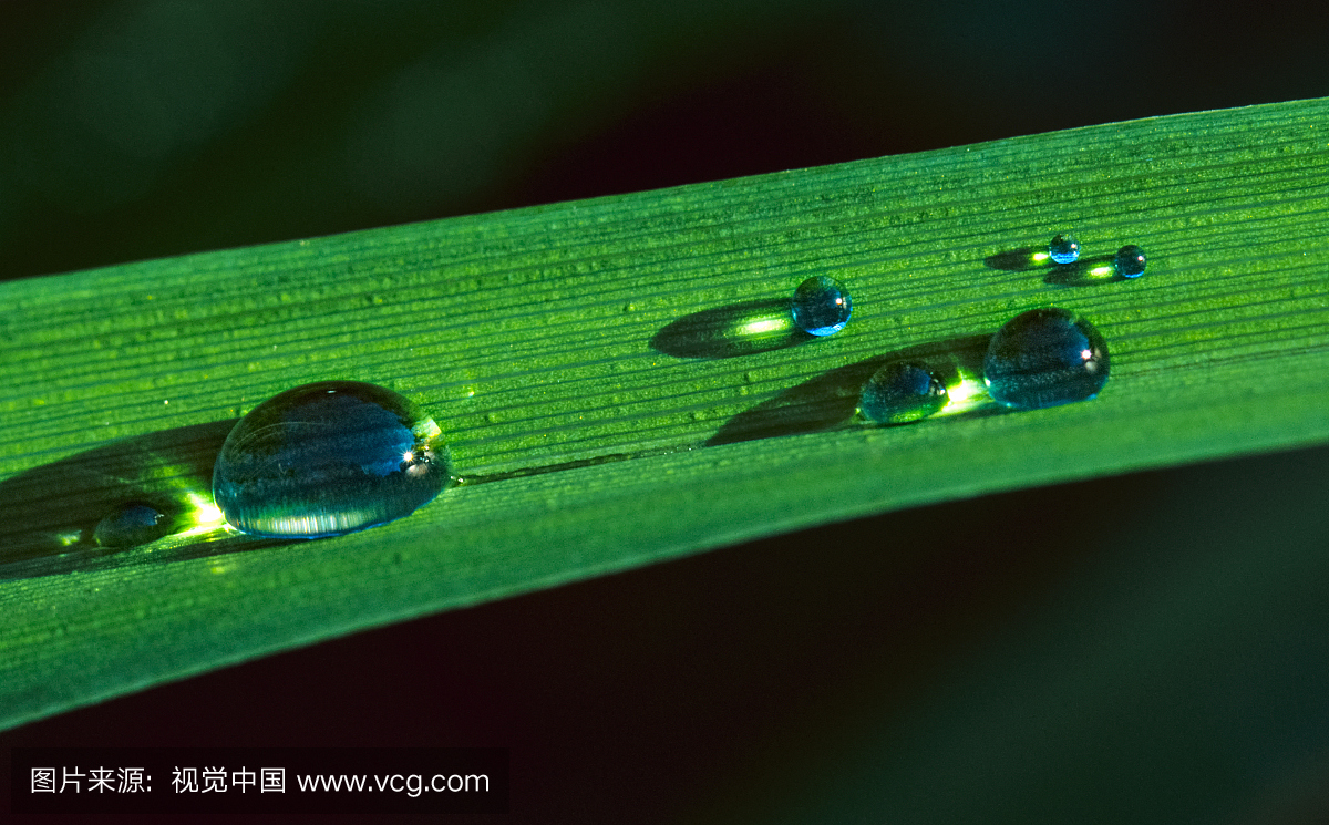 表面张力,特写,露水,美国