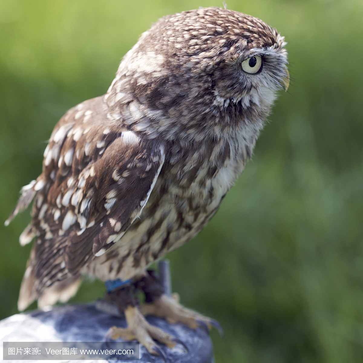 自然,选择对焦,食肉鸟,小的