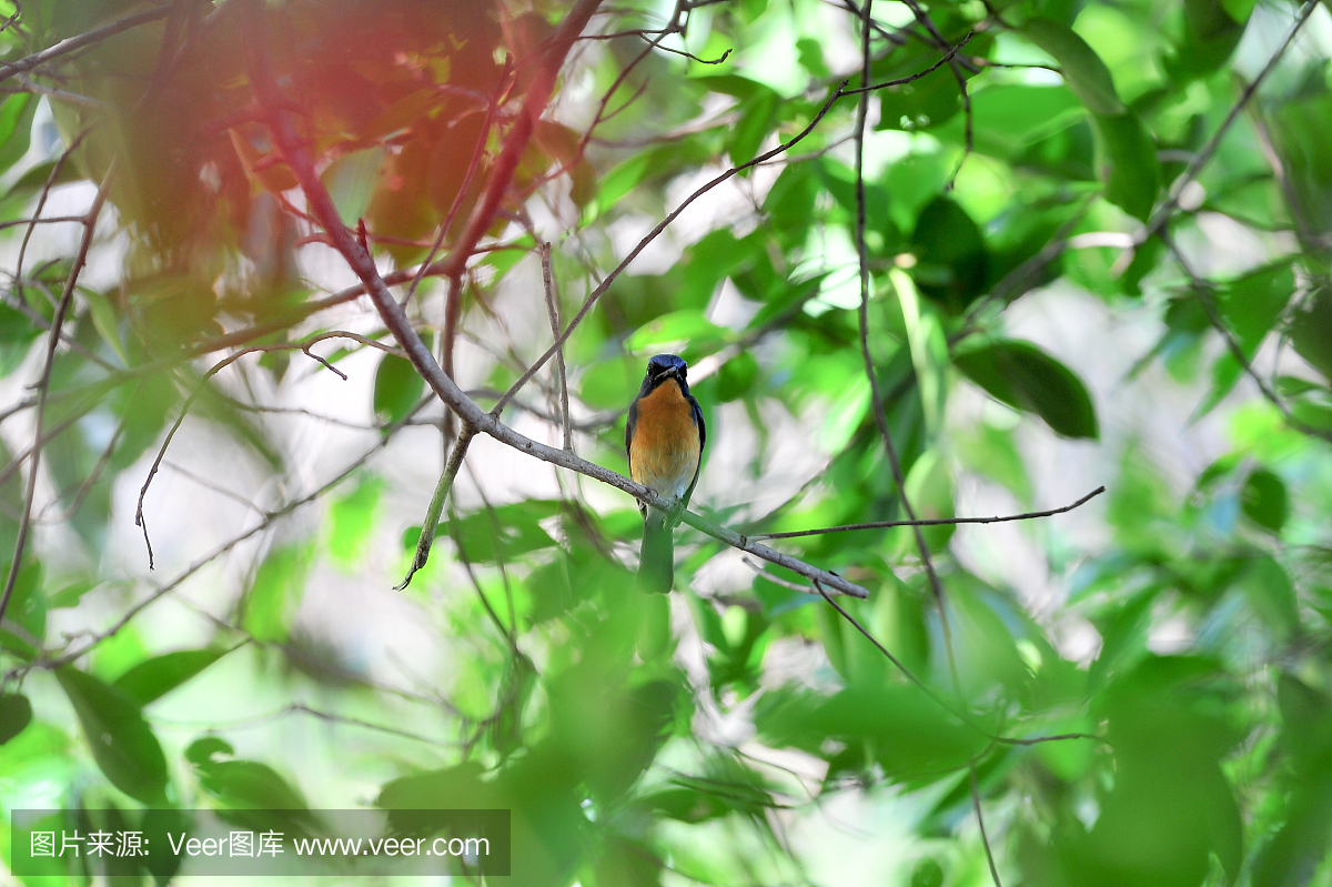 绿色,北美歌雀,热带气候,水平画幅