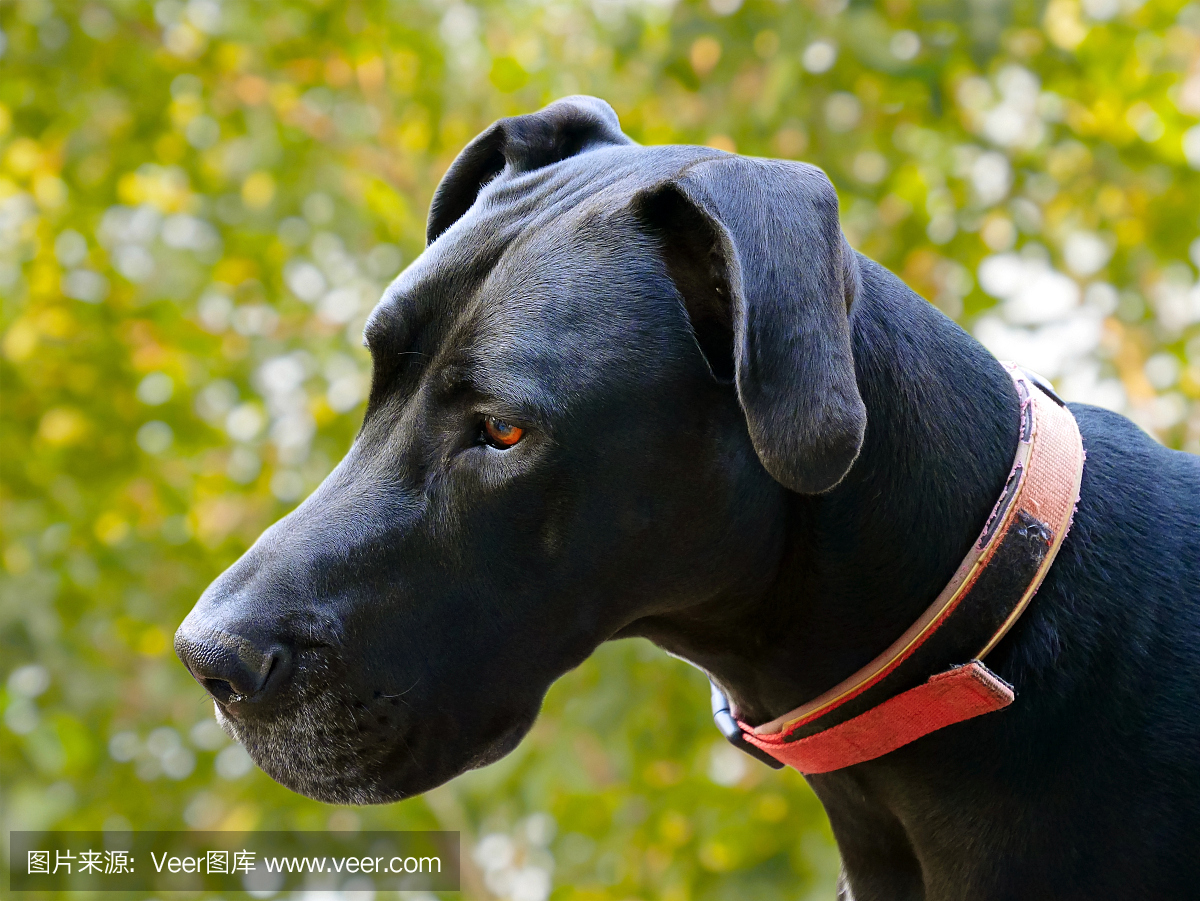 丹麦郡,丹麦县,丹麦人郡,戴恩军