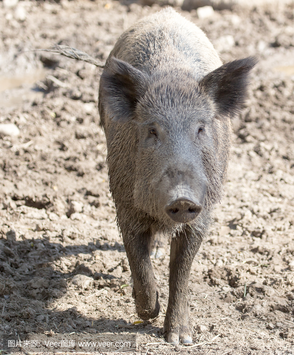 疣猪,野猪,一种非洲野猪,疣