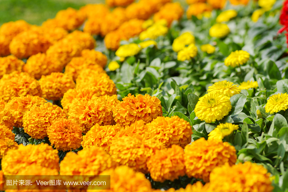 金盏花,金盏草属,万寿菊,金盏草