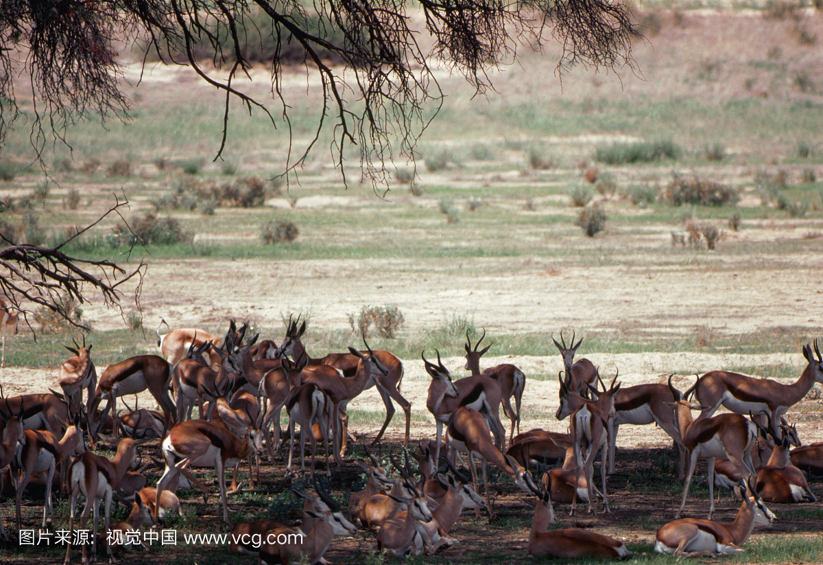 南部非洲,休息,档案,冬天
