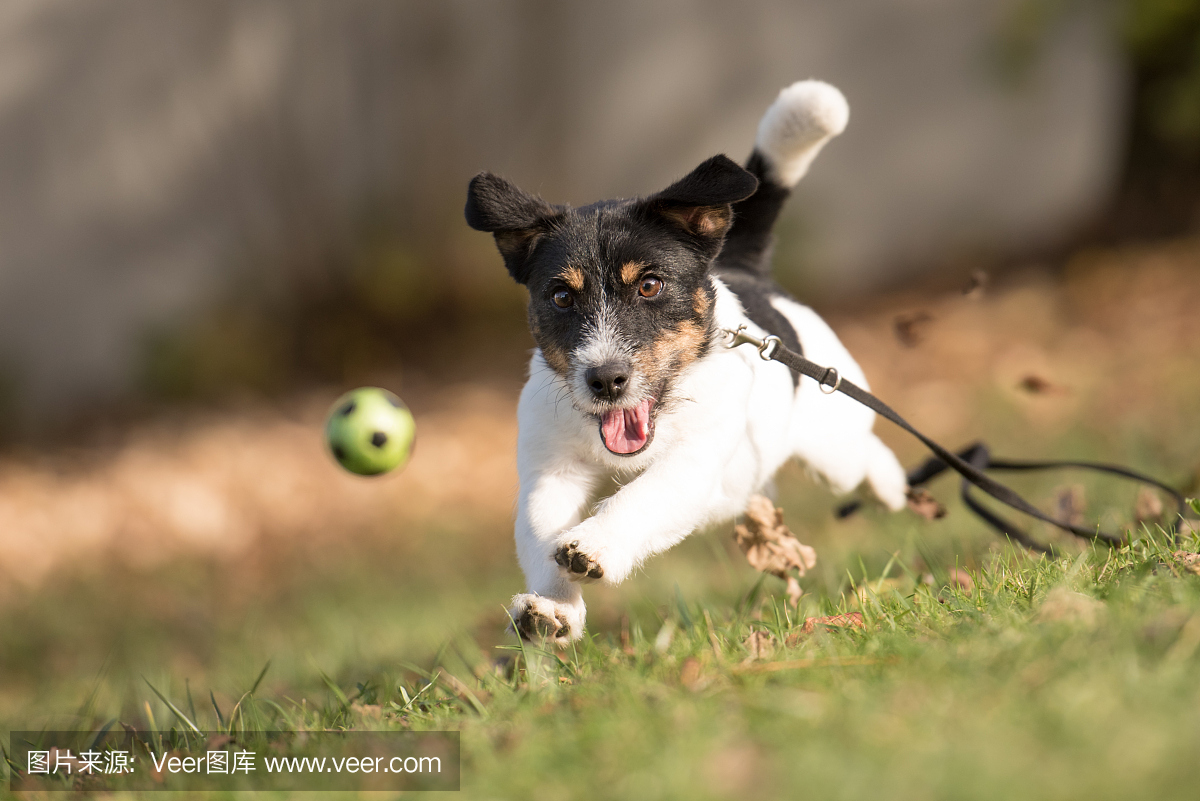 德国足球甲级联赛,德甲,手持纸牌,一把牌
