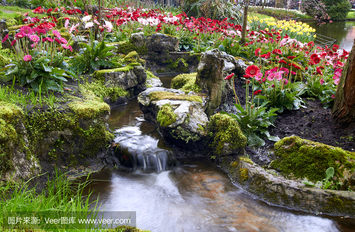 五颜六色的郁金香花在库肯霍夫荷兰