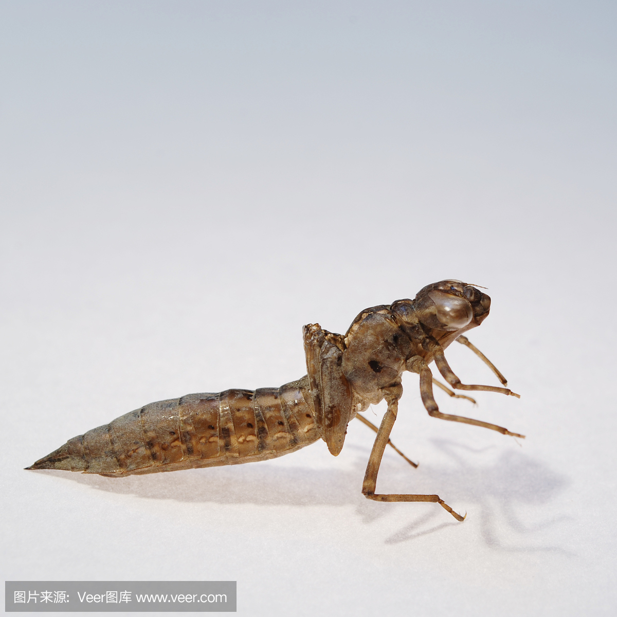 自然,摄影,蜻蜓,幼虫