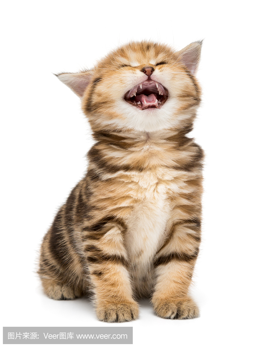 猫的叫声,咪咪叫(猫叫声),幼兽,猎幼兽猎鲸