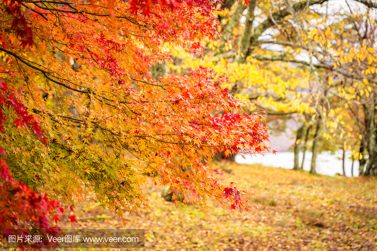 自然,黄色,红色,十月