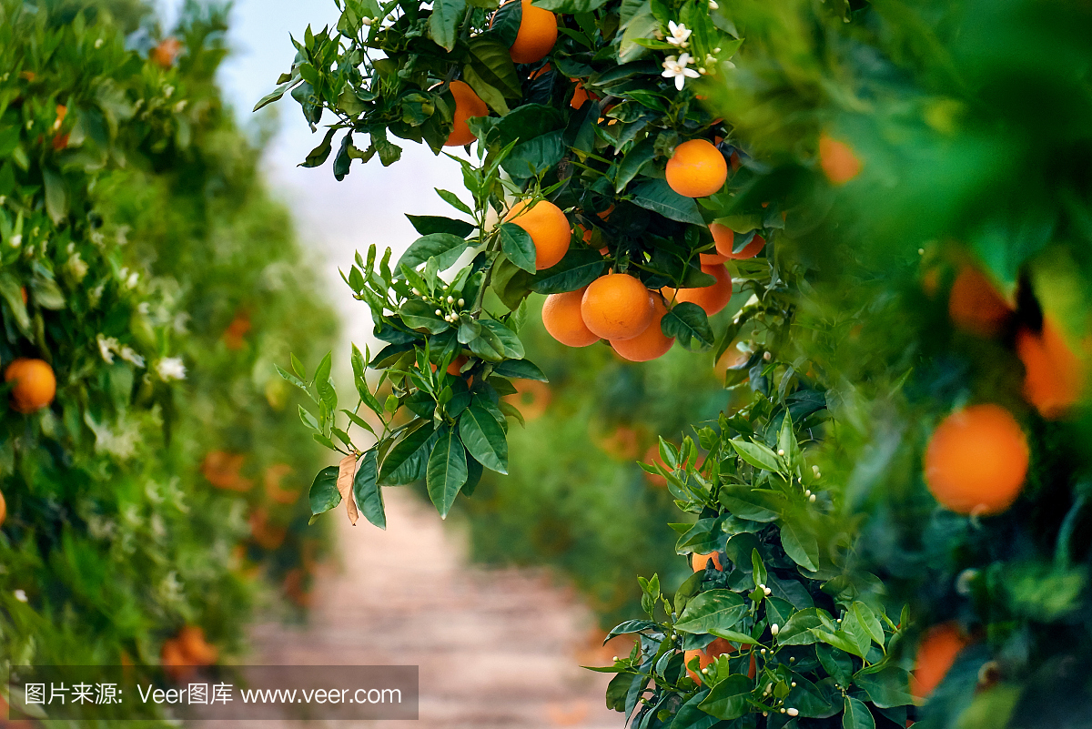 橙树