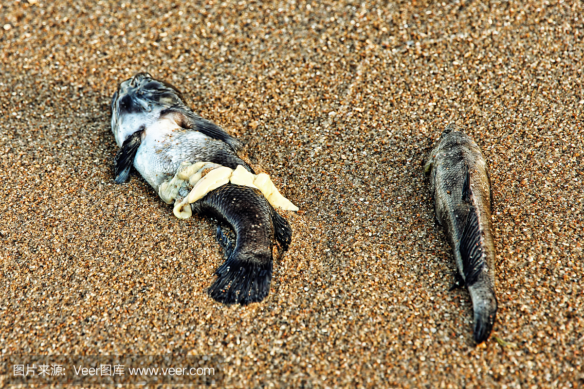 在海上冲浪的沙滩上的死鱼。