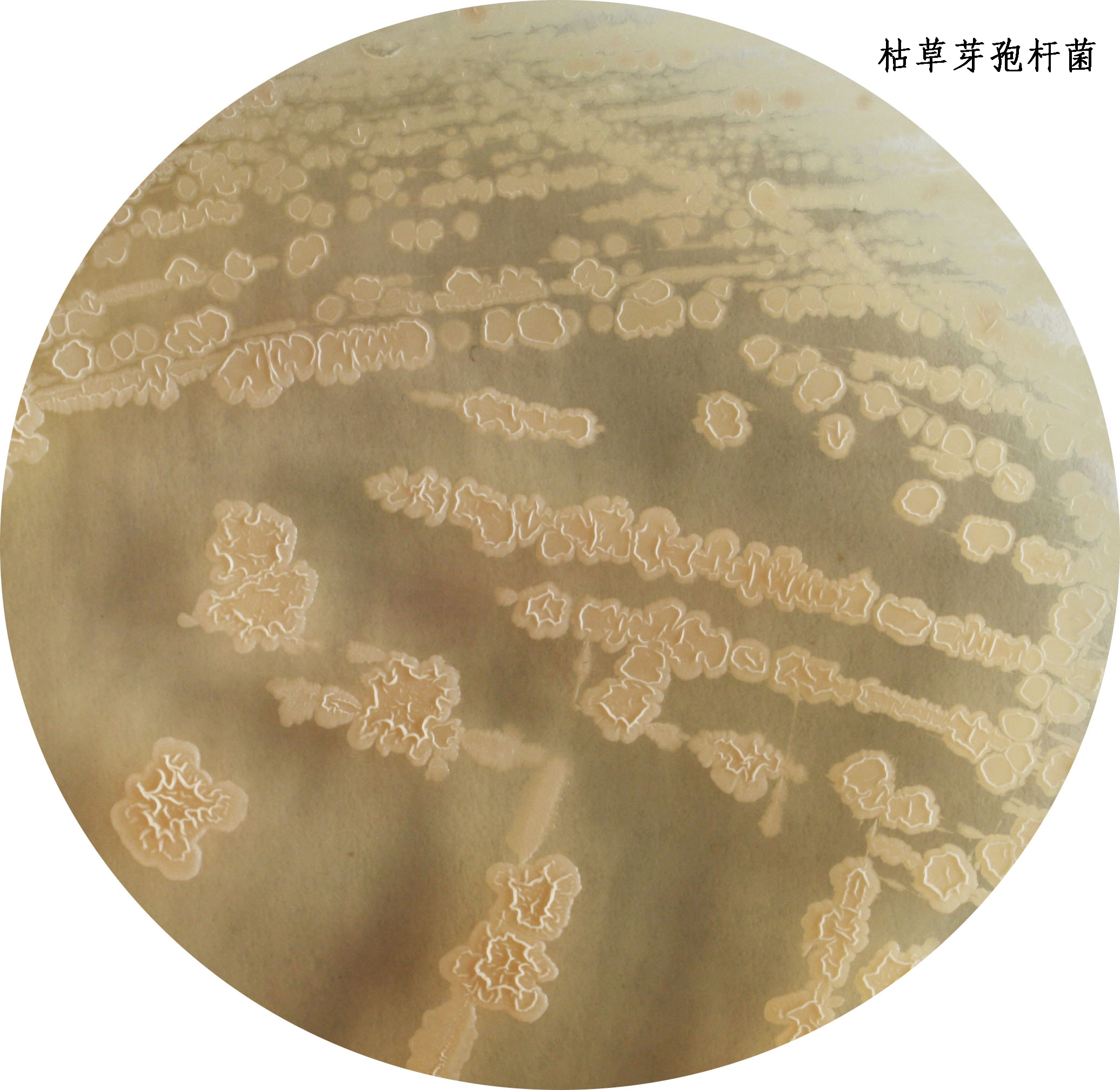枯草芽孢杆菌显微镜镜检照片-山东拓普生物工程有限公司