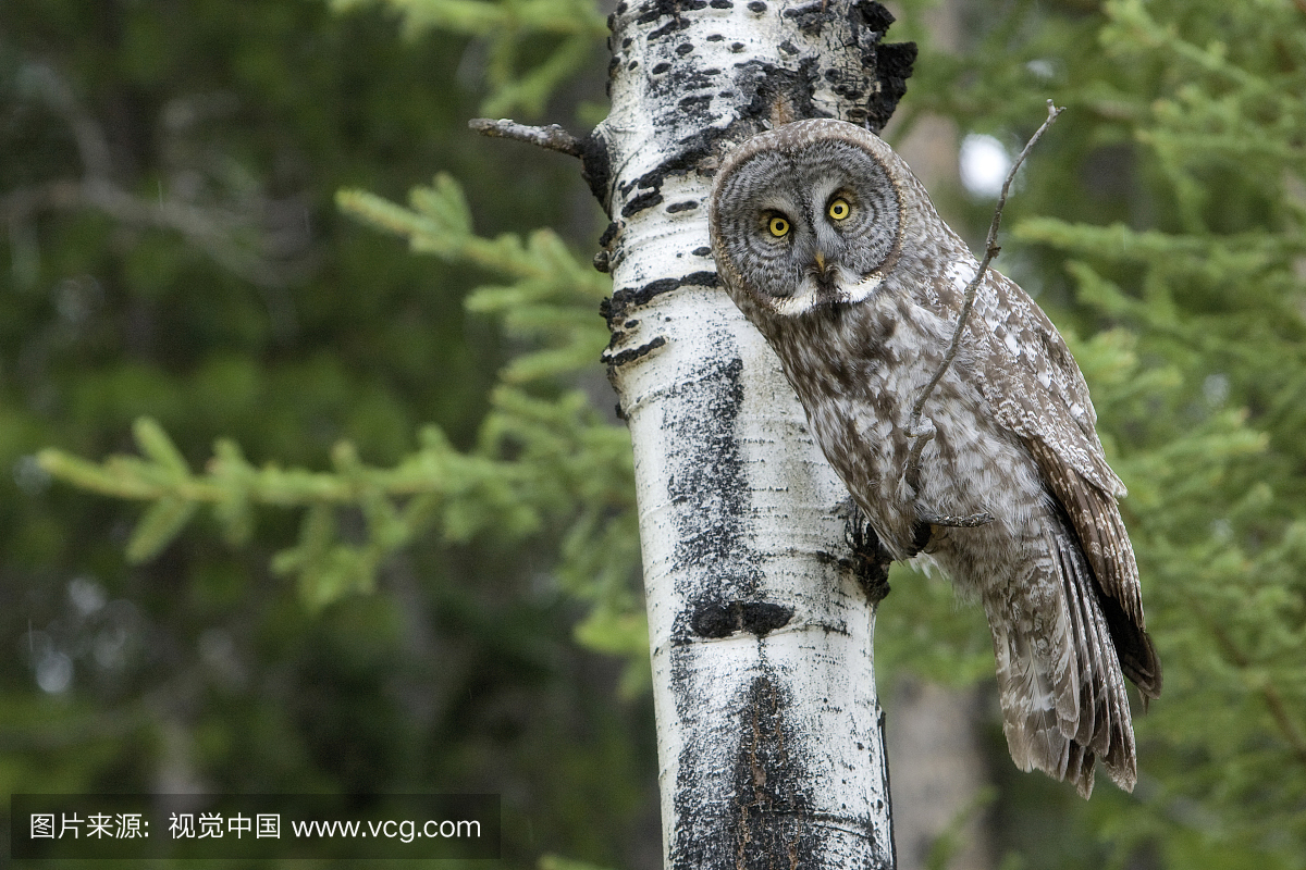 一只大灰猫头鹰栖息在班夫国家公园的一棵白杨树上，沿着加拿大阿尔伯塔省的落基山脉弓谷公园大道