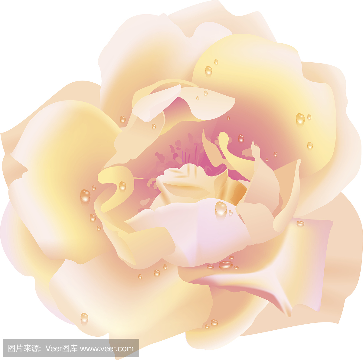 在白色背景上的玫瑰花