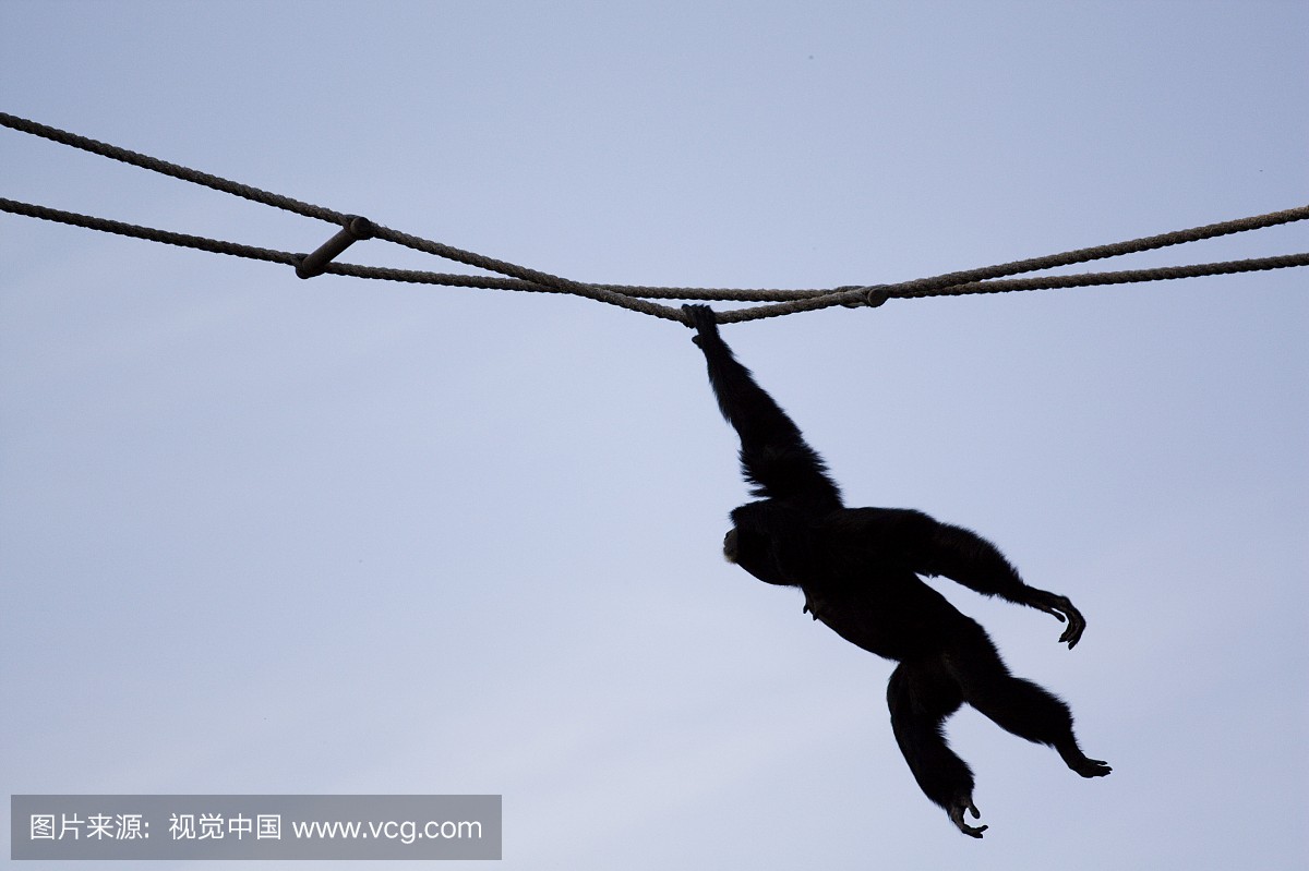 ouette of gibbon ape (Hylobatidae) hanging on 