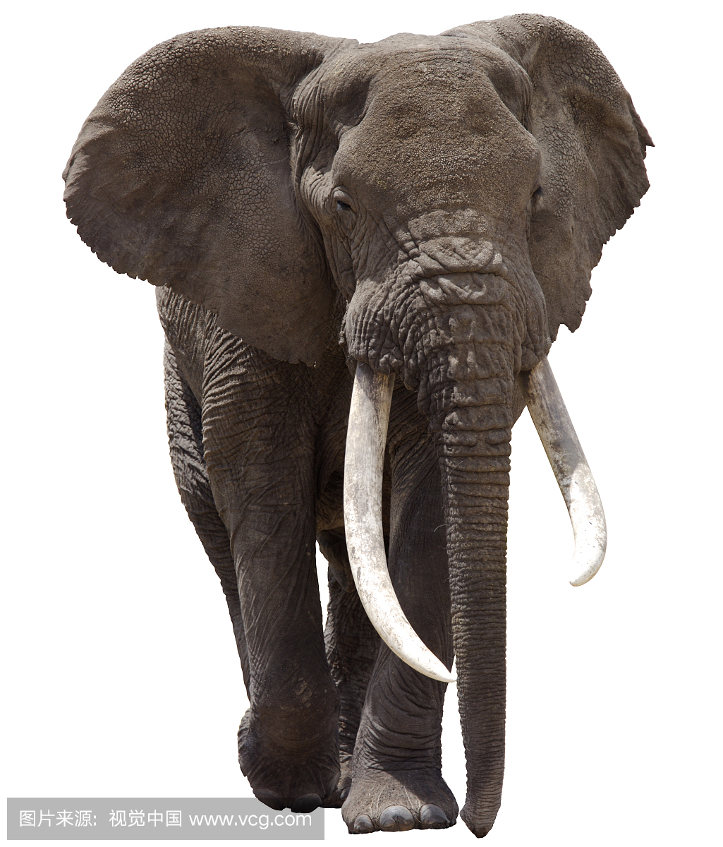 非洲大象剪辑