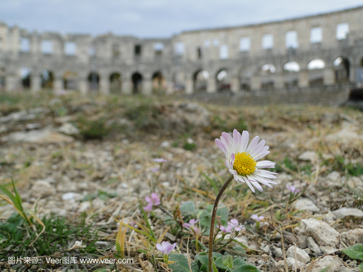 在普拉竞技场,克罗地亚的小花