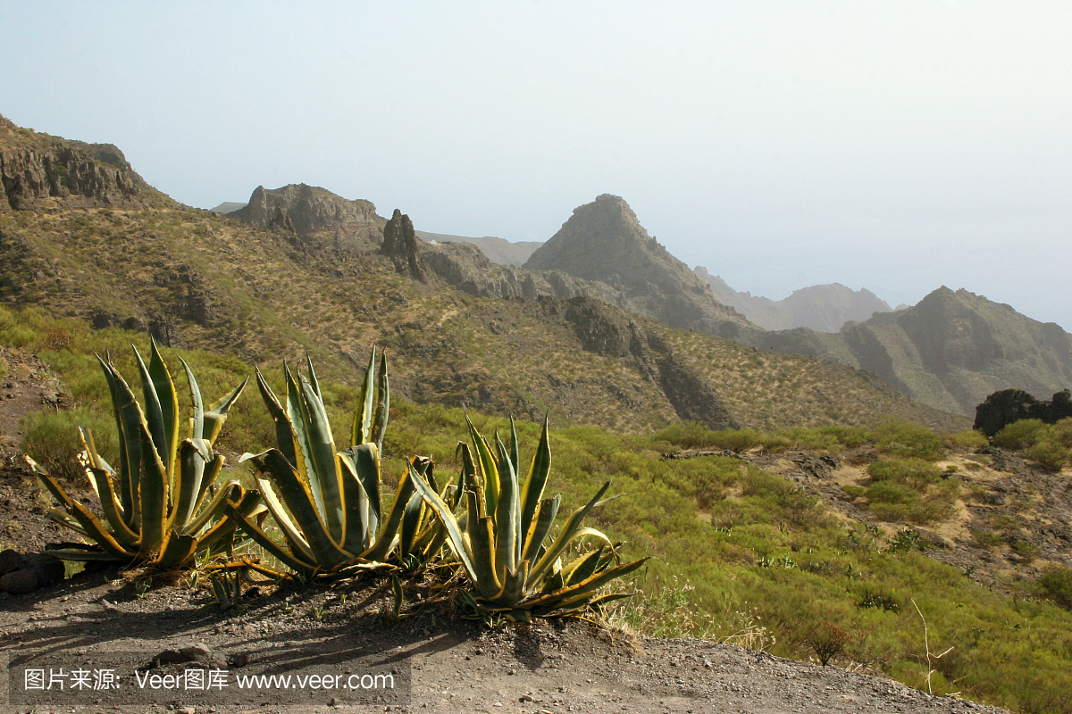 山和芦荟在西班牙岛特内里费岛在金丝雀