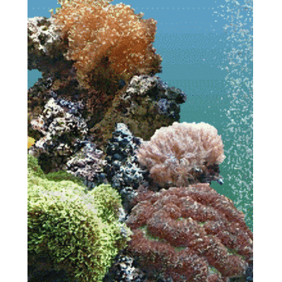 电脑屏保热带鱼下载_热带鱼动态电脑屏保_我-1547kb