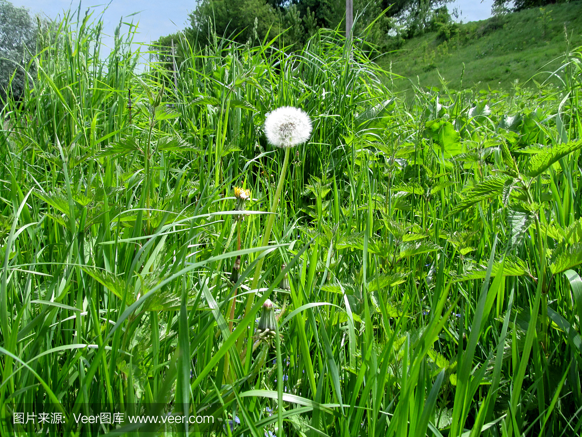 白色的空气蒲公英与降落伞在荨麻中的草地