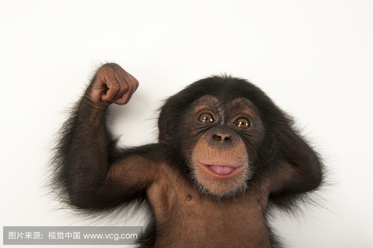 一名三个月大的婴儿黑猩猩,潘特洛娃,在坦帕斯