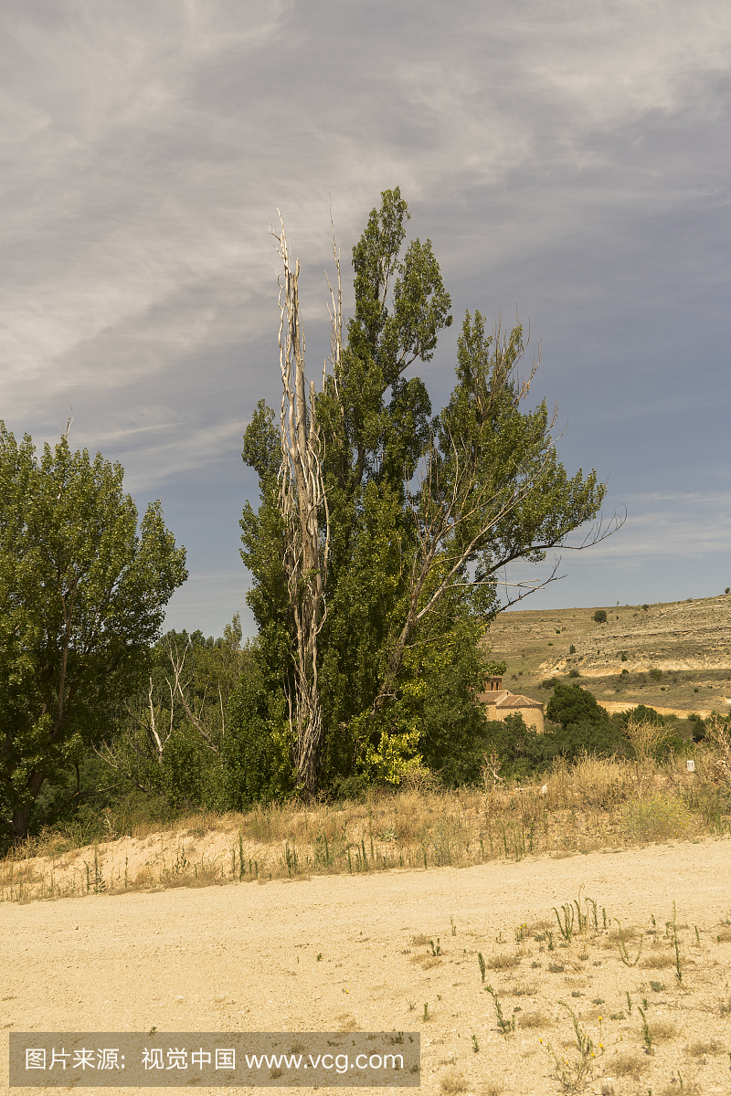 在夏季,西班牙,塞戈维亚省干树和活树。