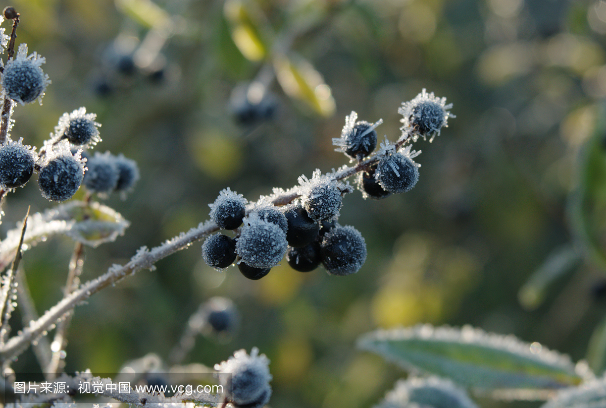 生长在树的冷冻蓝莓特写镜头