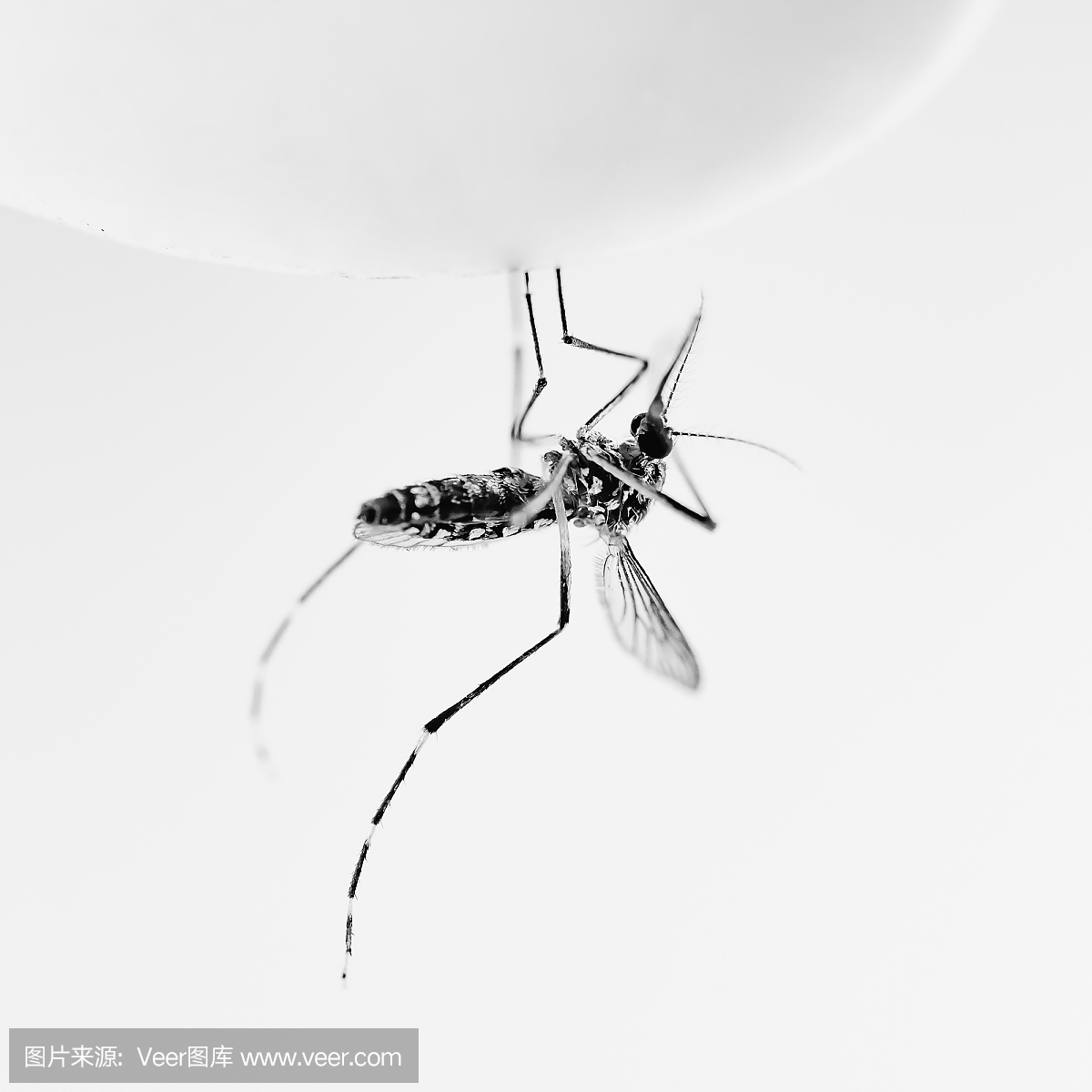 吸血动物,吸血的,蚊子,蚊
