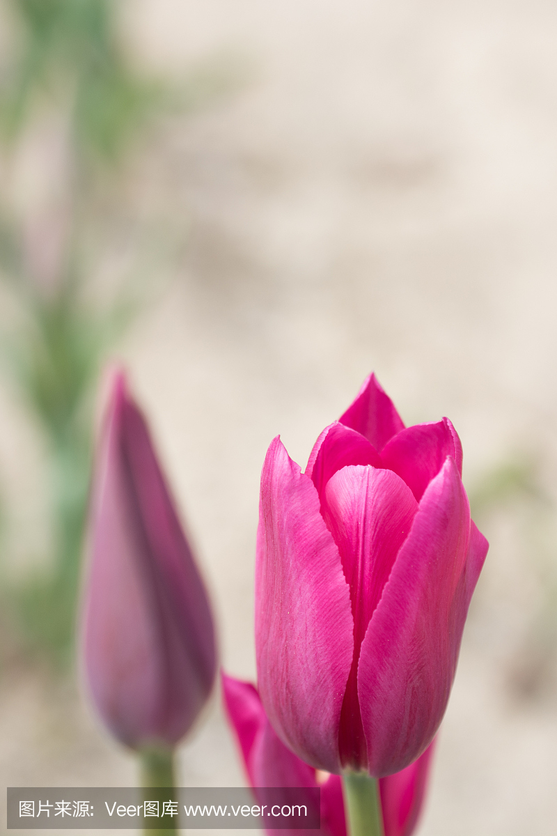 垂直画幅,郁金香,无人,开花时间间隔