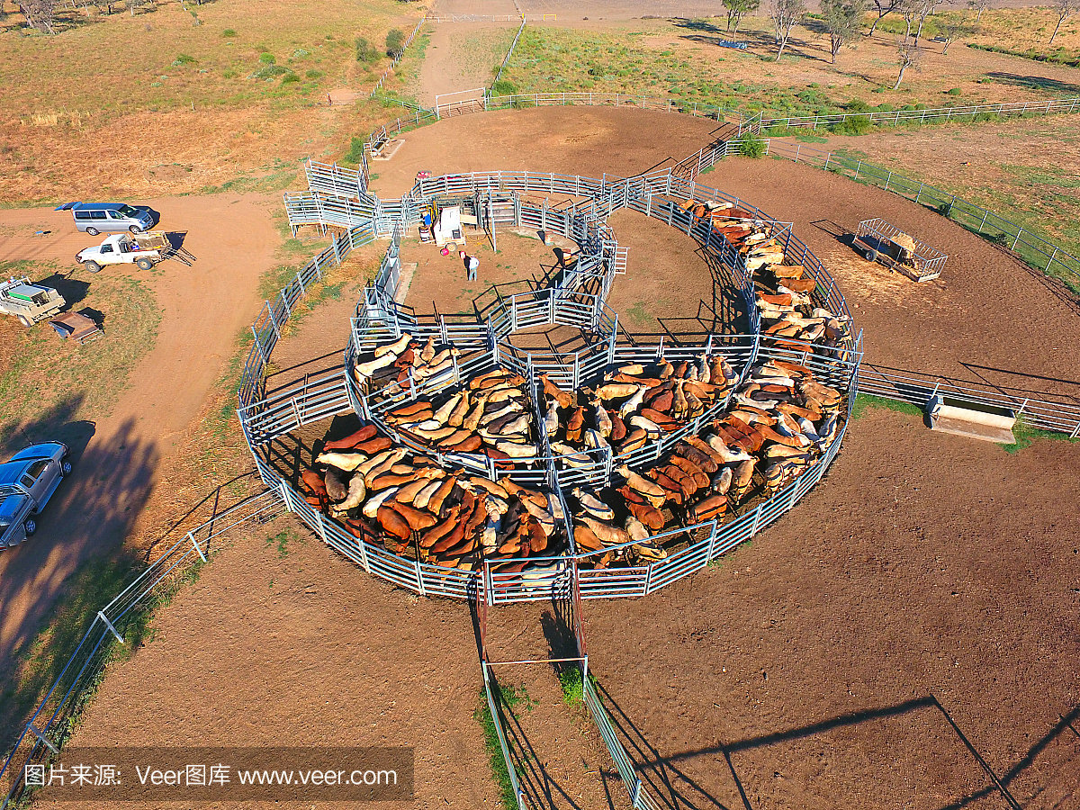 Aerial view of Outback Cattle mustering