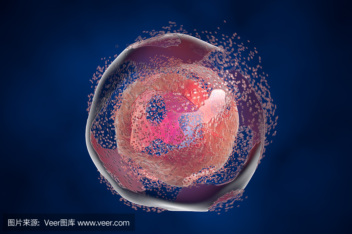 细胞死亡,细胞失活,死细胞,溶解