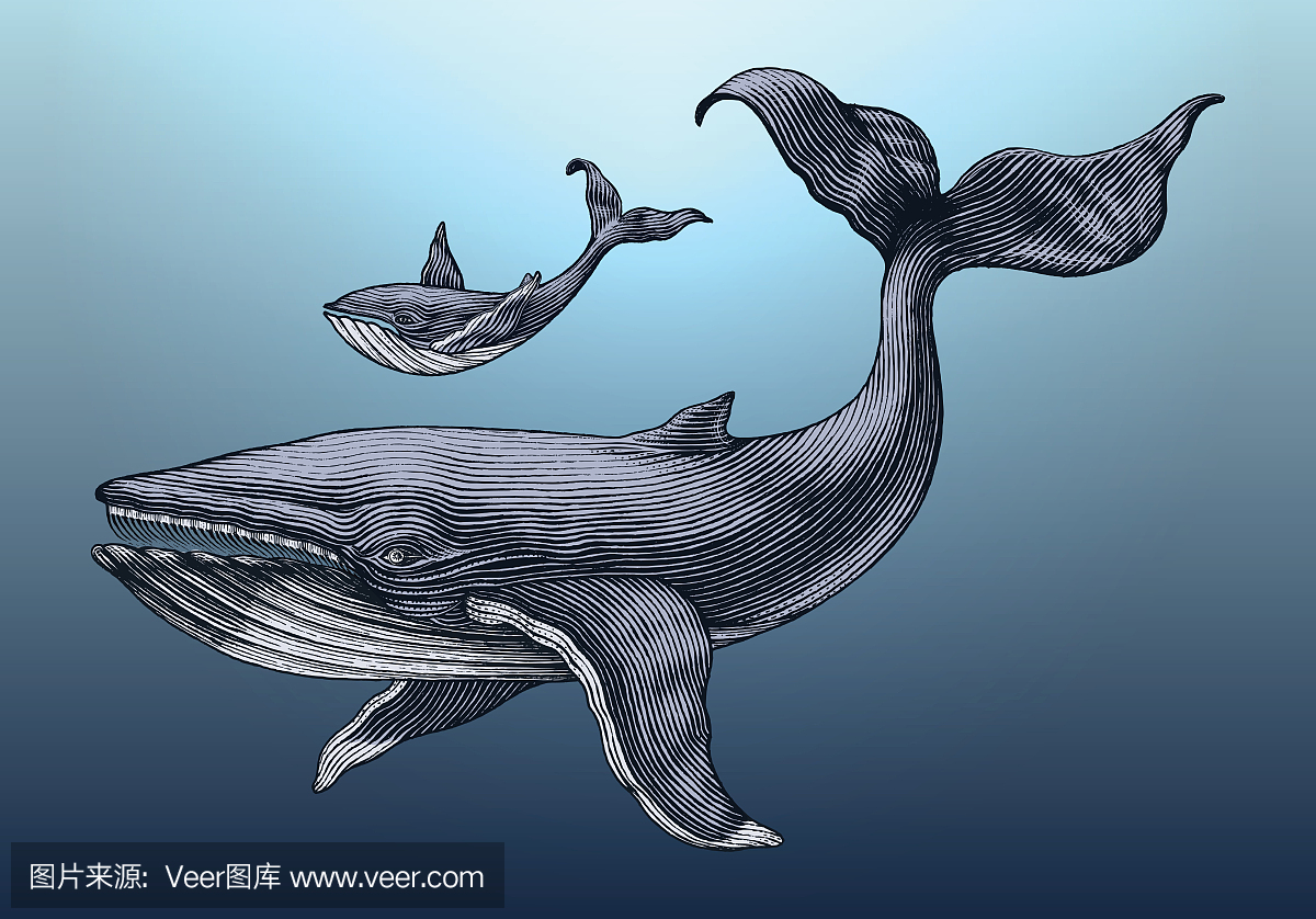 大鲸鱼和小鲸鱼手绘图复古雕刻插图