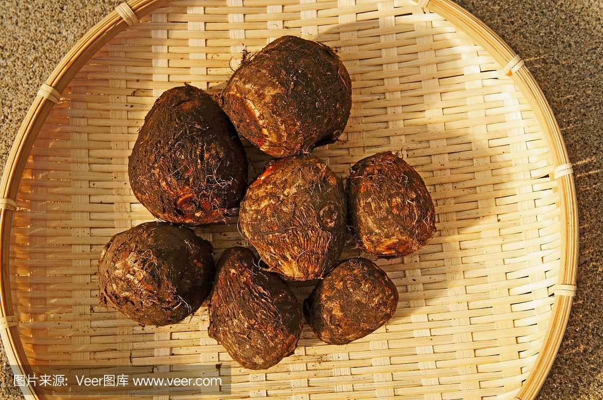 Fresh harvested, Satoimo taro.