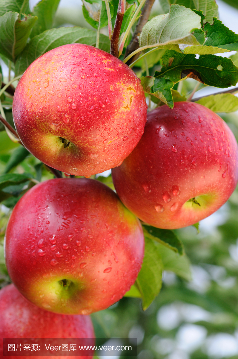 苹果树上三个闪亮的红苹果的特写镜头