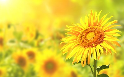 唯美意境小清新秋天向日葵高清桌面壁纸下载(-524kb