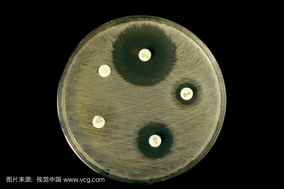 青霉素盘对细菌培养物的主要抑制作用。