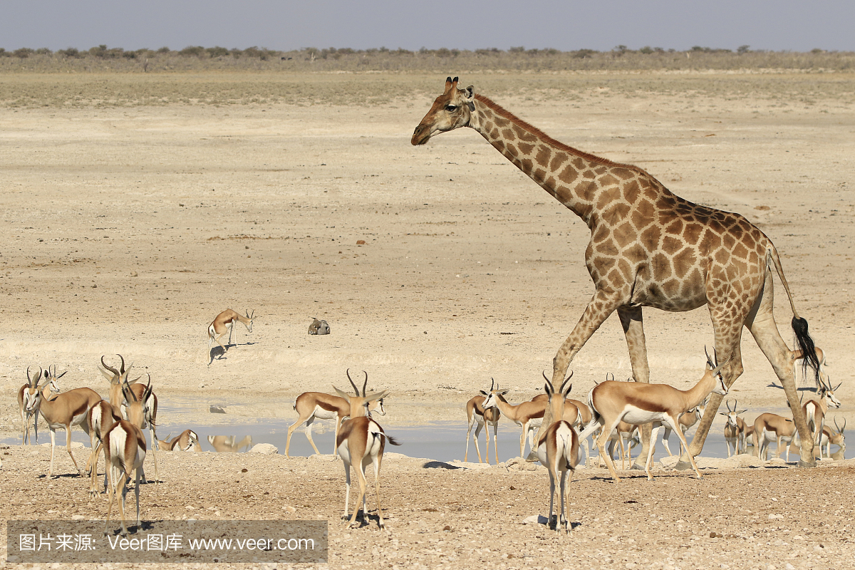 长颈鹿羚羊Etosha纳米比亚非洲野生动物自然