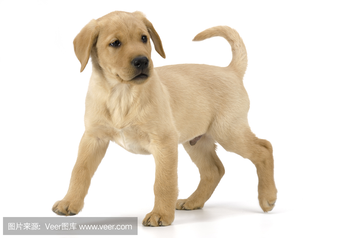 金毛拉布拉多猎犬,金拉布拉多猎狗,金拉布拉多猎犬,金毛寻回犬