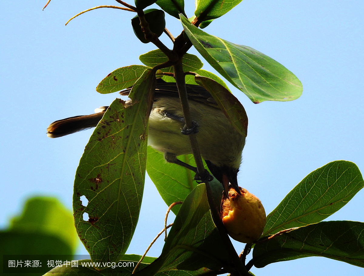 在树上吃水果的鸟的低角度视图