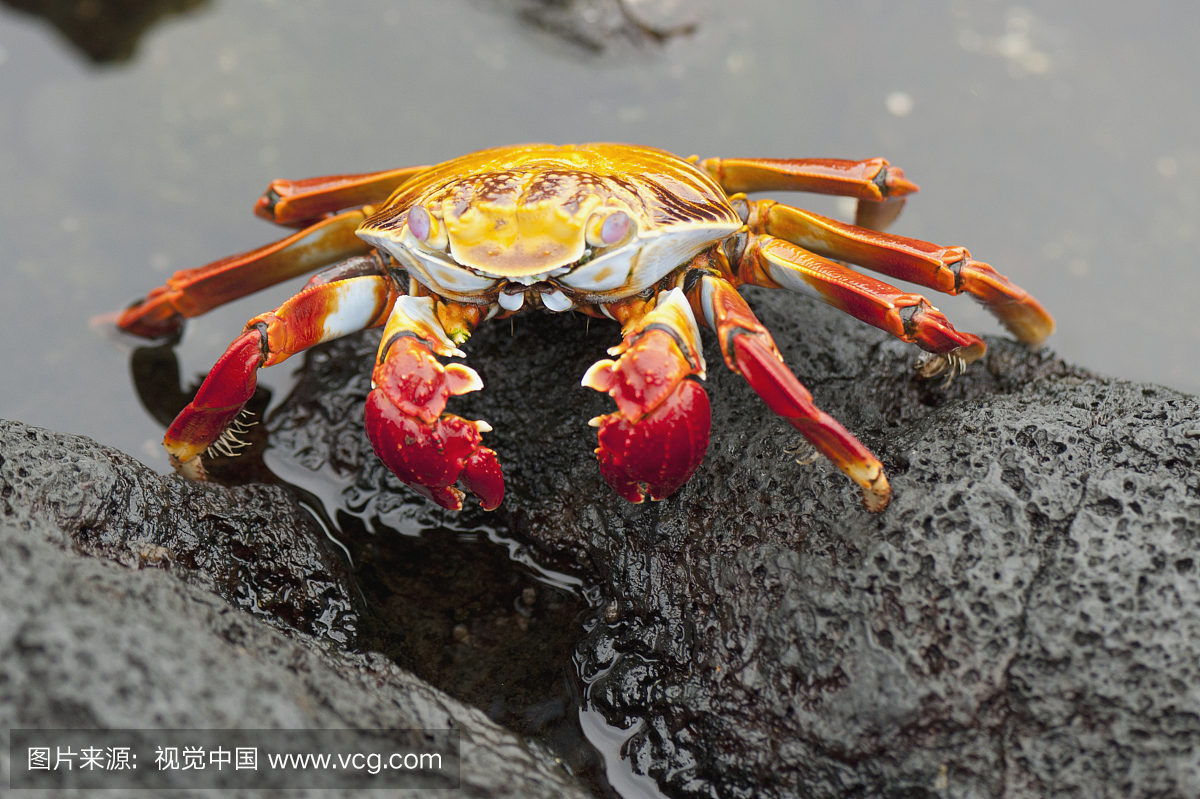 Sally Lightfoot Crab(Grapsus Grapsus);加拉帕戈