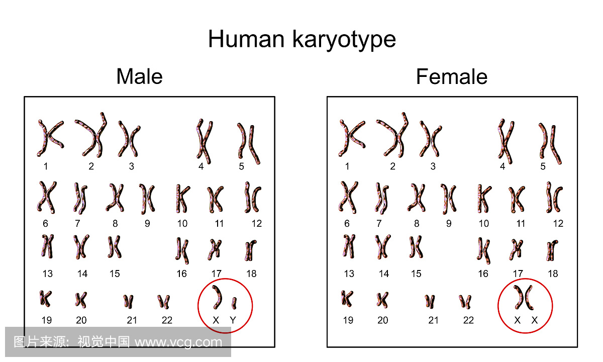 人类染色体,男性与女性染色体组型,插图