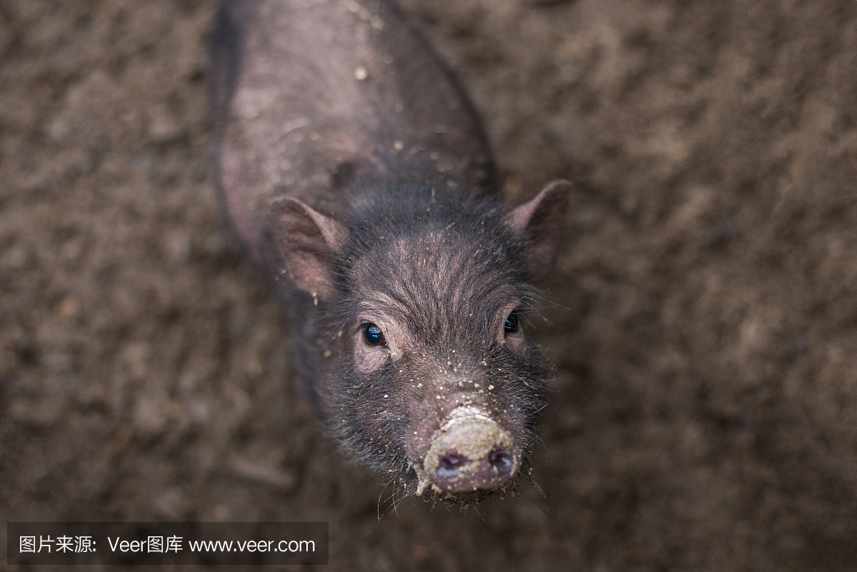 小黑猪看着框架