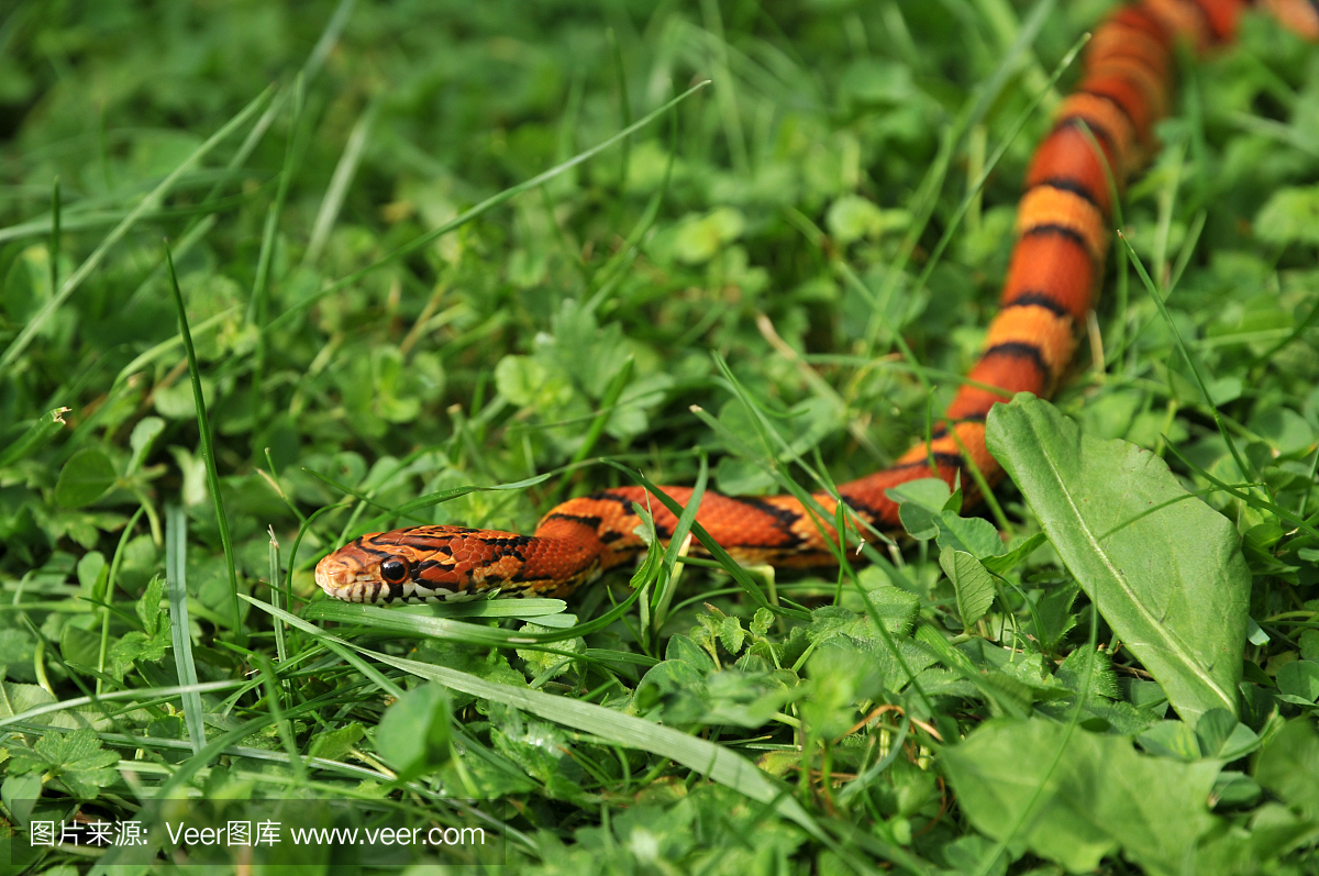 橙色蛇在草地上狩猎