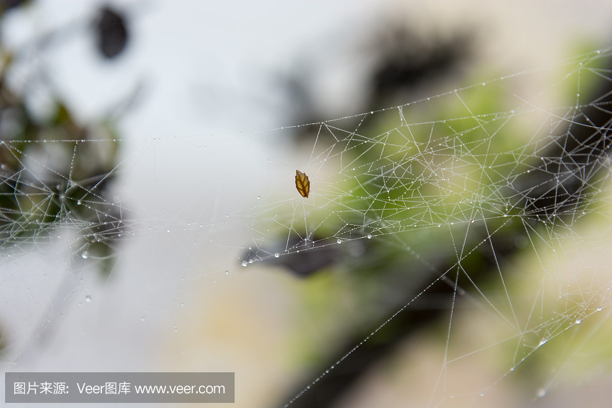在雨中挂在蜘蛛网上的叶子