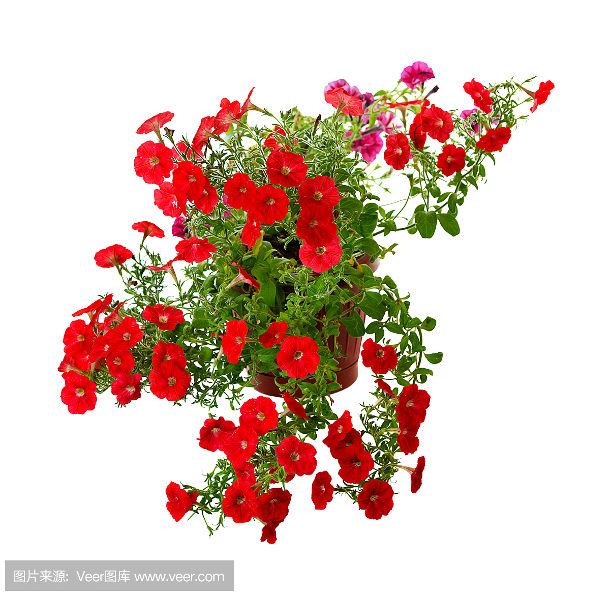 矮牵牛花,喇叭花,矮牵牛属植物,牵牛花