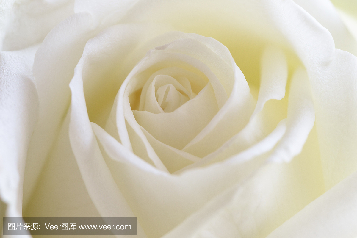 美丽甜美的白玫瑰,在近距离查看宏观概念呈现