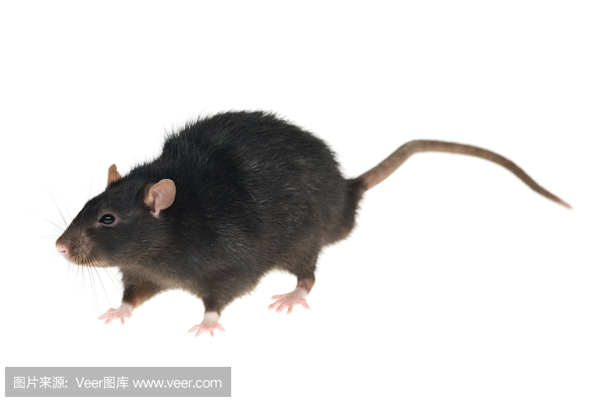 【老鼠剪影】剪影推薦：14套黑色的老鼠剪影圖下載 - 天天瘋後製