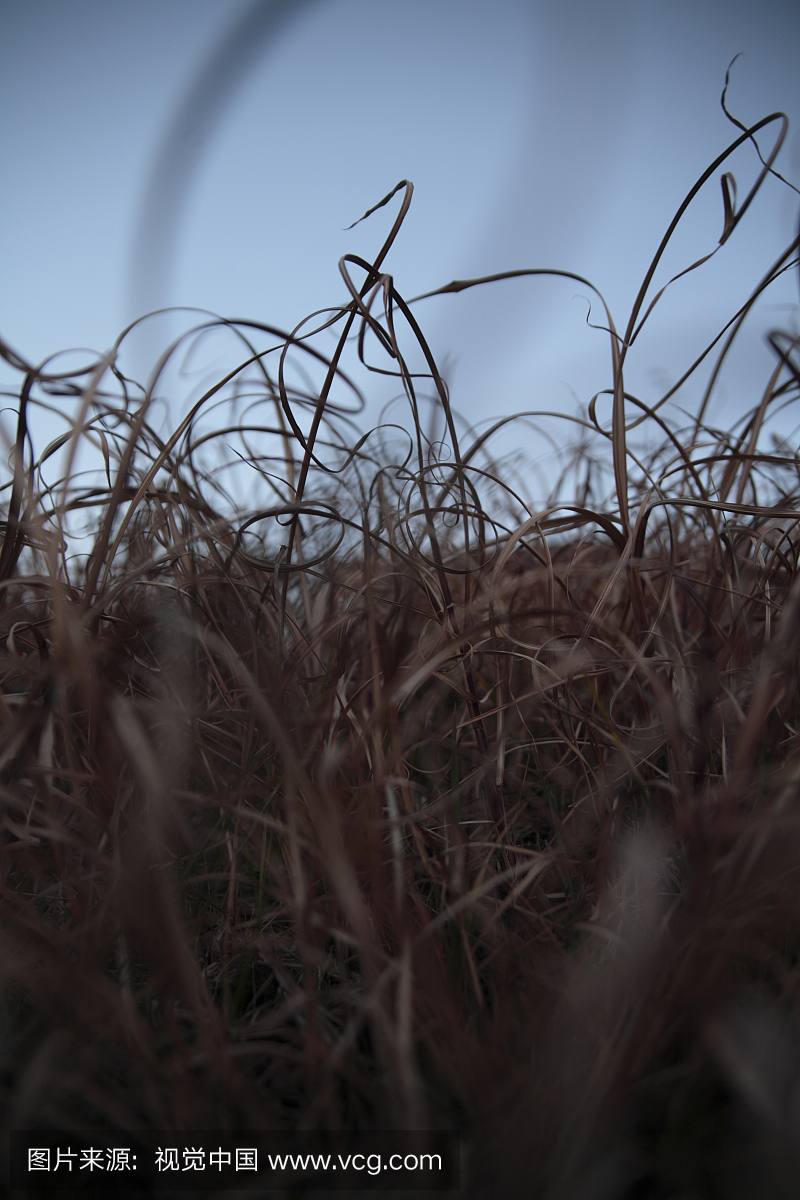 日本,东京都府,多摩市,田野干草