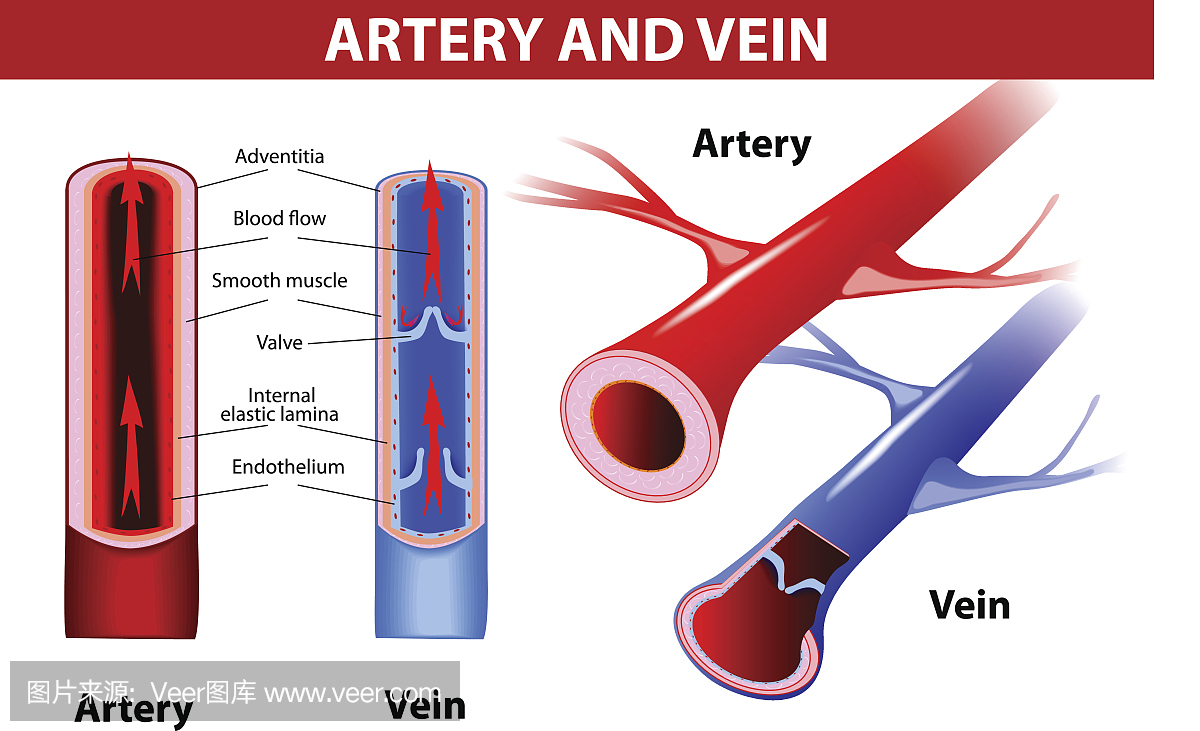 动脉和静脉_动脉和静脉图 - 随意优惠券