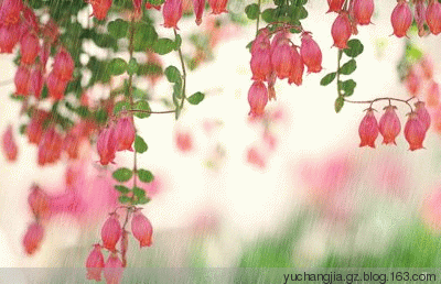 壁纸 花 桌面 400_258 gif 动态图 动图